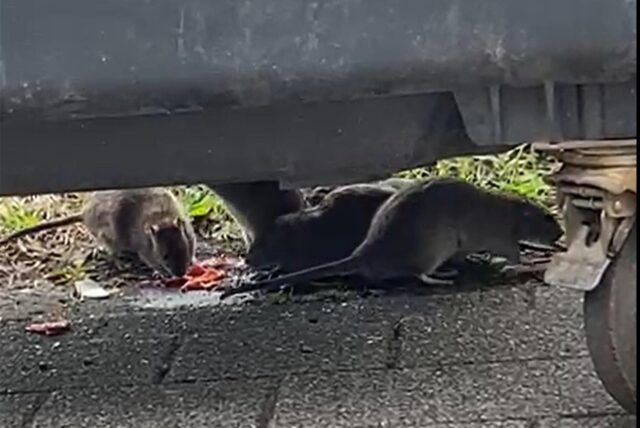 Ratten unter einem Müllcontainer am Uranusweg in Marl