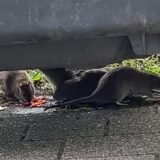 Ratten unter einem Müllcontainer am Uranusweg in Marl