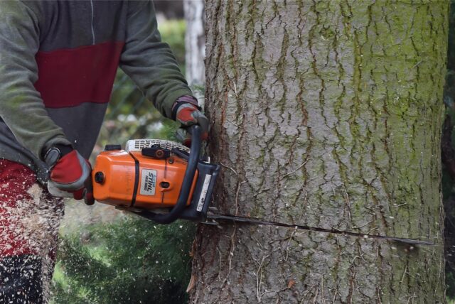 Ein Mann fällt einen Baum mit einer Kettensäge.