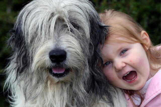 Ein kleines Mädchen kuschelt mit seinem polnischen Hütehund (PON).
