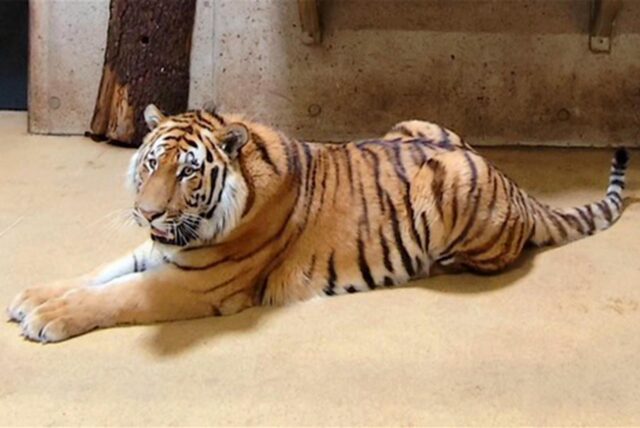 Ein Sibirischer Tiger, der jetzt im Zoom in Gelsenkirchen lebt.