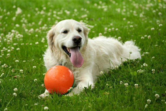 Ein Golden Retriever liegt mit einem Ball auf einer Wiese.