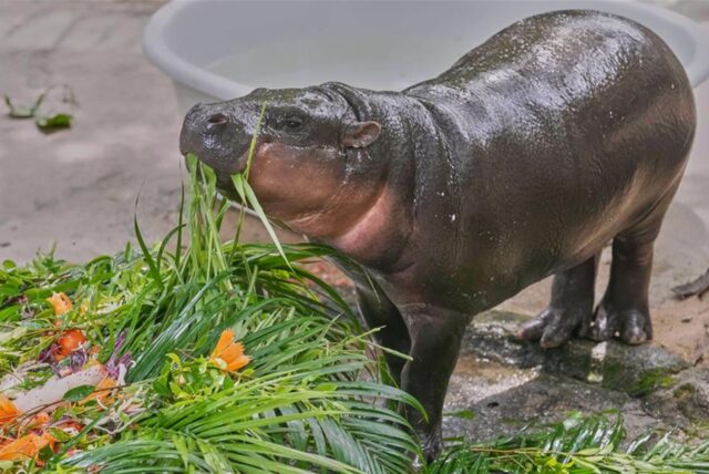 Das Zwergflusspferd Moo Deng frisst Früchte, die ihm anlässlich seines ersten Geburtstags im Khao Kheow Open Zoo überreicht wurden.