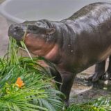 Das Zwergflusspferd Moo Deng frisst Früchte, die ihm anlässlich seines ersten Geburtstags im Khao Kheow Open Zoo überreicht wurden.