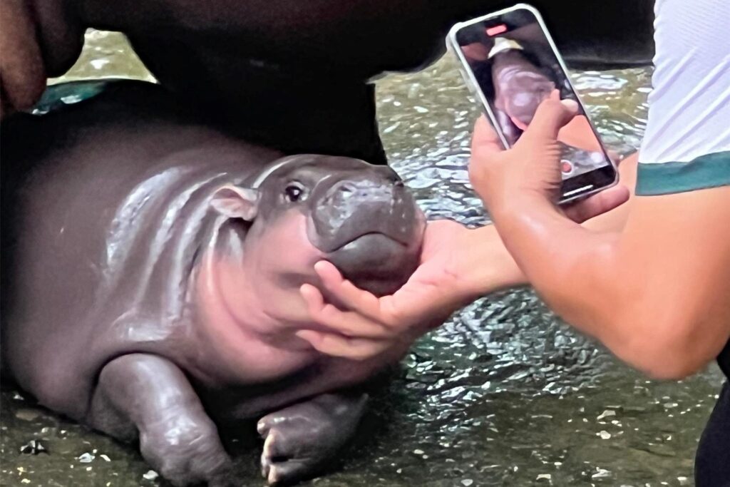 Mit solchen Fotos von ihren rosa Pausbacken wurde Moo Deng zur Internet-Sensation. (Archivbild) Mit solchen Fotos von ihren rosa Pausbacken wurde Moo Deng zur Internet-Sensation. (Archivbild)
