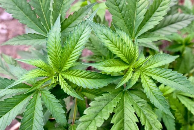 Cannabispflanzen