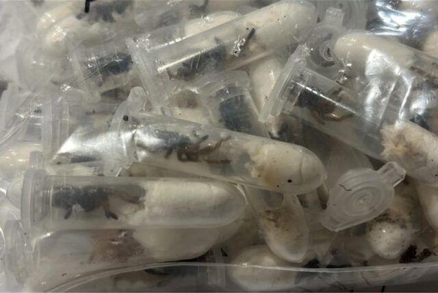 Viele kleine Plastikbehälter mit jungen Vogelspinnen in einer durchsichtigen Plastiktüte.