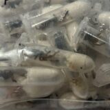 Viele kleine Plastikbehälter mit jungen Vogelspinnen in einer durchsichtigen Plastiktüte.