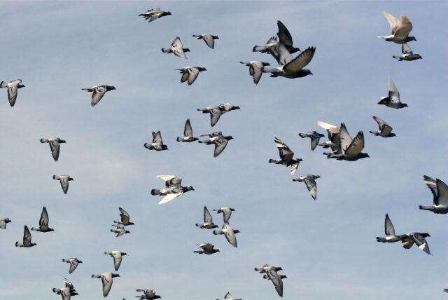 Viele Tauben fliegen am Himmel.