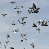 Viele Tauben fliegen am Himmel.