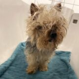 Ein verfilzter und verklebter Hund