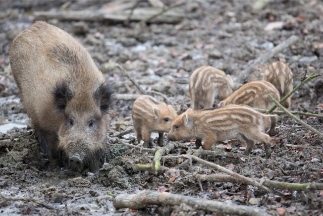 Eine Bache und ihre Frischlinge suhlen sich in einem Gehege vom Heimat-Tierpark Olderdissen in Bielefeld.
