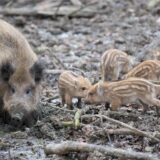 Eine Bache und ihre Frischlinge suhlen sich in einem Gehege vom Heimat-Tierpark Olderdissen in Bielefeld.