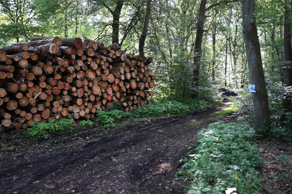 Etwa 40 Meter von der Straße entfernt, wurde der Asphalt in einem Waldstück gefunden. Etwa 40 Meter von der Straße entfernt, wurde der Asphalt in einem Waldstück gefunden.