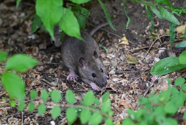 Man sieht eine kleine Ratte zwischen einzelnen Blättern.
