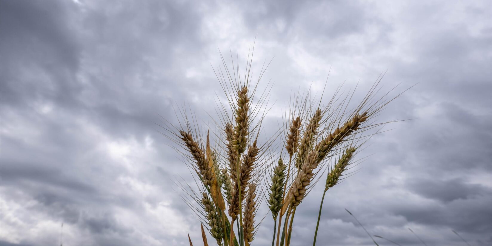 Das-m-ssen-Sie-heute-wissen-N-sse-bereitet-Marler-Landwirten-gro-e-Sorgen